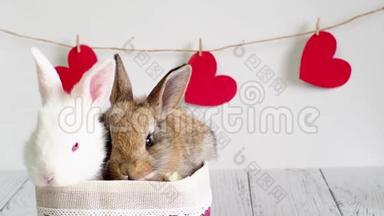 两只兔子在一个篮子里，白色和棕色。 情人节的明信片上有一只动物。 可爱的小白兔
